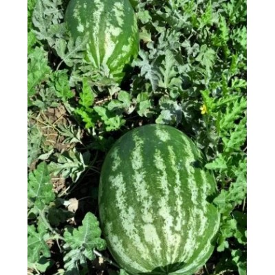 Квантум F1 - семена арбуза, 1000сем., Libra Seeds